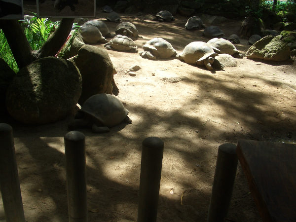 Botanischer Garten - Riesen-Landschildkröten