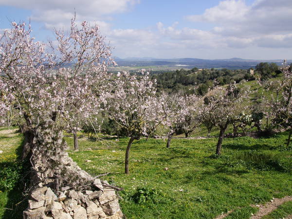 Mandelblüte