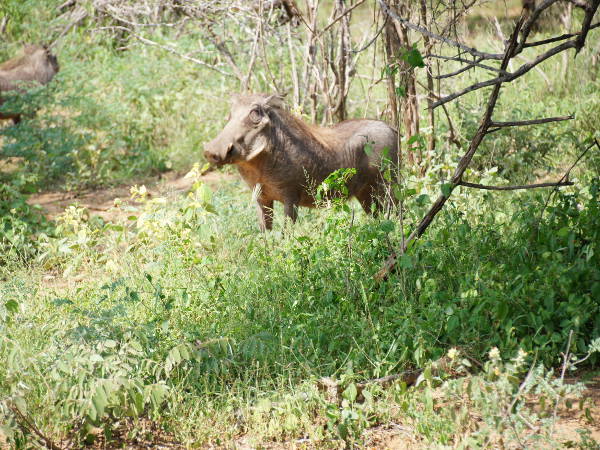 Warzenschwein