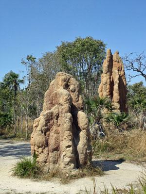 Litchfield National Park - Termite Mounts