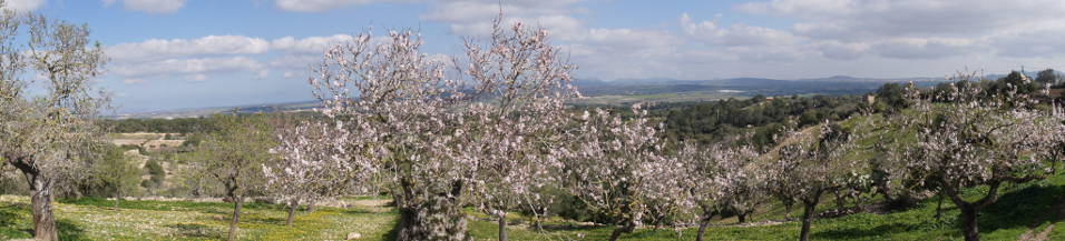 Mandelblüte auf Mallorca