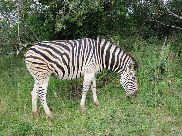 Zebra